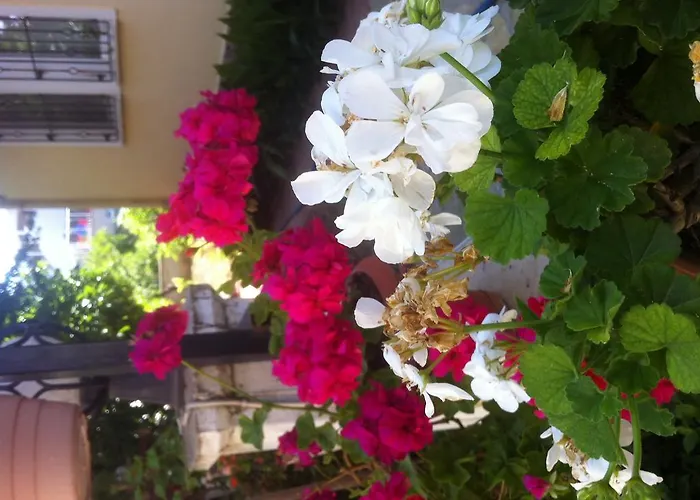 Besik 酒店 费特希耶